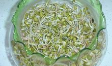 绿豆变豆芽_1500字