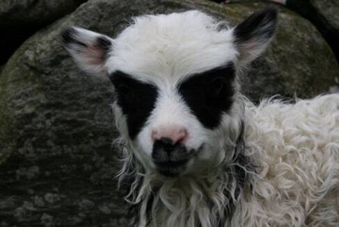向往lamb_500字
