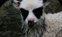 渴望得到一只小羊羔_500字