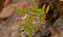 原来生命这样坚强_450字