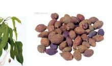 神奇的胖大海_500字