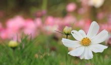 江洋畈的秋_450字