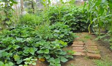 我们村的果园_650字