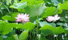 我爱西湖的荷花_500字