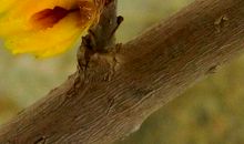 坚强的腊梅_400字