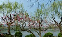 迷人的苏堤春晓_400字