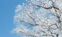 冬天，那棵树_100字