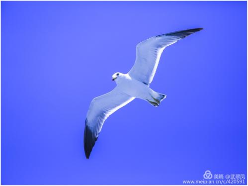 关于自然的构图：海鸥的声音_900个单词