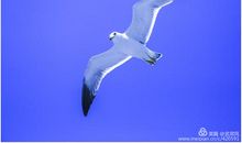 关于大自然的作文：海鸥之音_900字