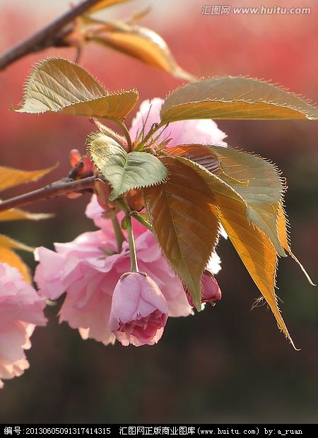 大约四个季节的组成：四个季节的叶子_600个单词