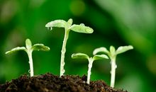 我的青春在发芽_1000字