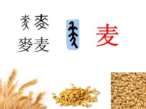 “三袋小麦”续_500字