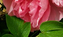 经年·回首_450字