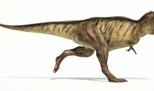 霸王龙前肢的作用_650字