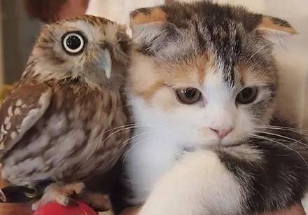 猫头鹰在客厅