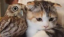 客厅里的猫头鹰