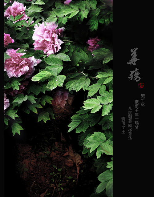 一千年彩釉花展？肖尚不是梁华尚Chapter_1000 words