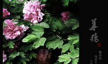 千年琉璃之华盏?筱殇未凉——华殇篇_1000字