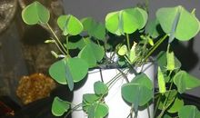 建军节的诗歌：甘做一棵无人知道的小草_50字