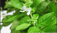 香草生长观察日记三则_1200字