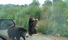 动物园游记_450字