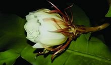 [PK赛]关于生命的作文：人生如昙花_350字