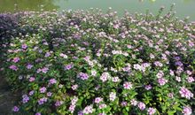 [六月征文]那开在阳光下的花_700字