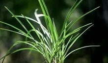 关于尝试的时事论据（三）_450字