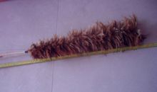 鸡毛掸子_2000字