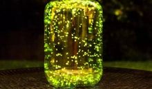 有趣的萤火虫_750字