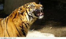 请问老虎叫什么名字？(2)