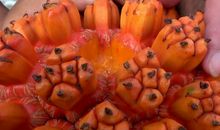 哪种水果最炙手可热？(2)