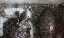 小乌龟为什么只有三个脚印？(2)