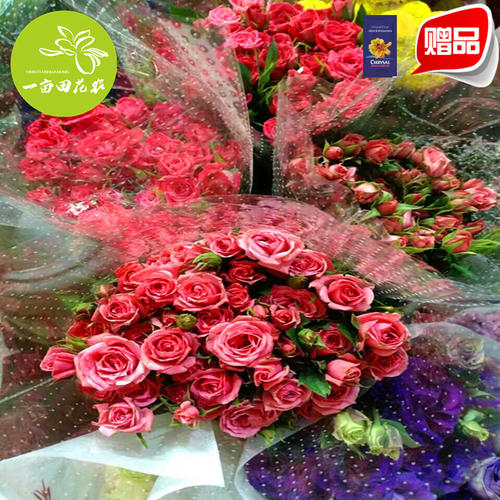 Rose_800字