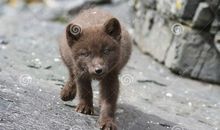 夏天·小狗_600字