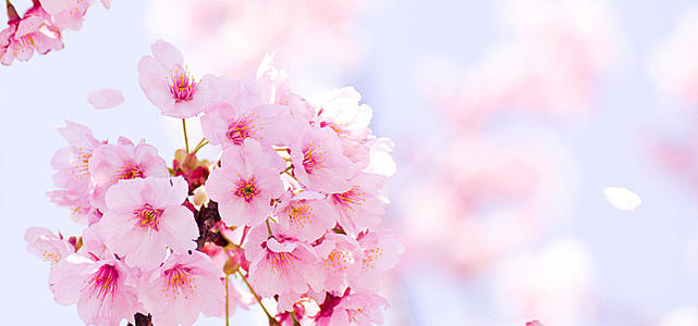 Flower_1200字