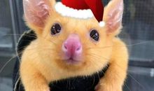 袋貂是怎样丢了耳朵的