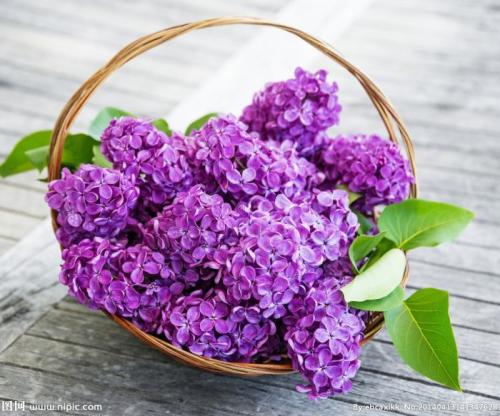 Lilac_550字