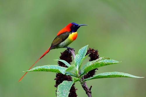 遇到小鸟_600个单词