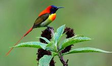 与一只小鸟的邂逅_600字