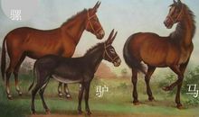 驴子和骡子