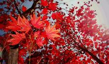 枫叶的倾诉（二）_2000字