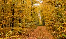 美好的秋天_150字