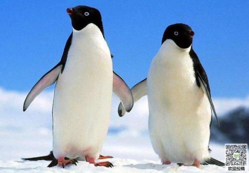 Penguin_650字