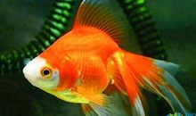 三年级状物作文：可爱的小金鱼_350字