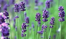 淡淡的薰衣草_700字