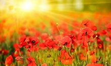 成长路上的阳光_900字