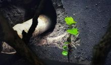 学会在逆境中成长_750字