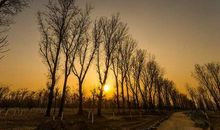 在城效的小树林_150字