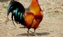 歌唱大自然_900字